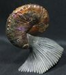 World Class, Red Iridescent Hoploscaphities Ammonite #31408-1